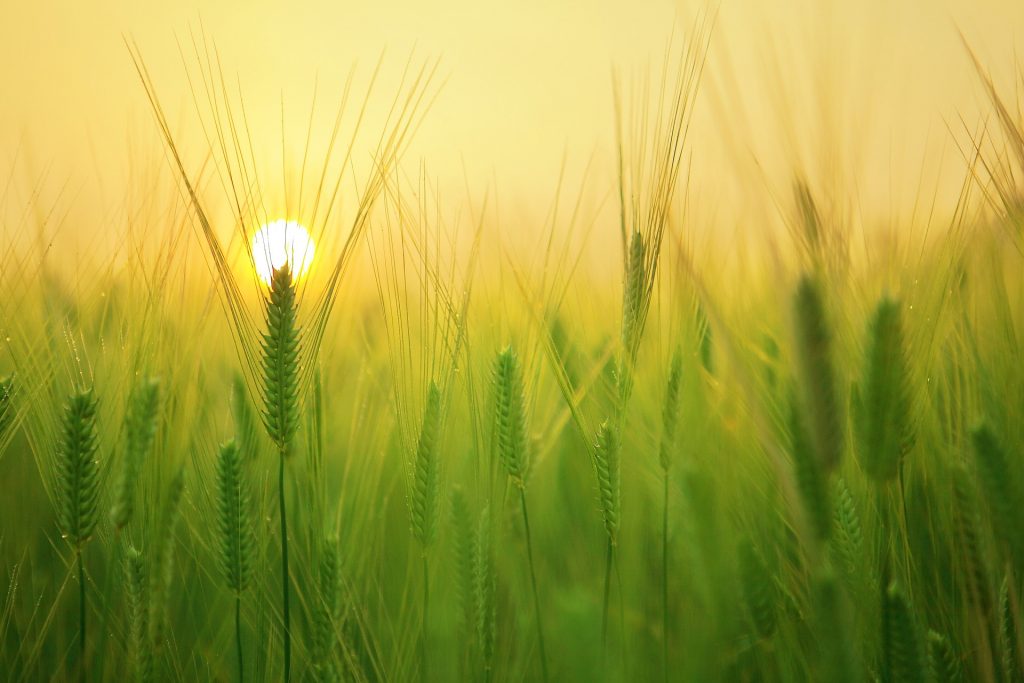 barley-field-g13ee7b9a1_1920