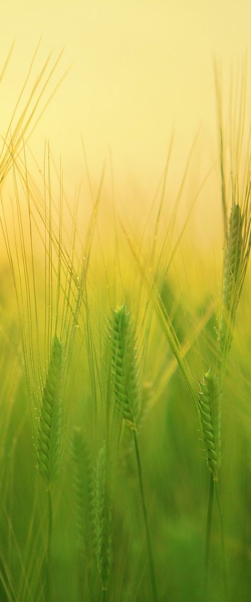 barley-field-g13ee7b9a1_1920 barley-field-g13ee7b9a1_1920