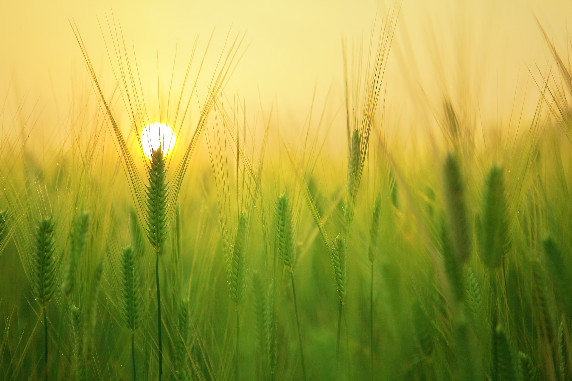 barley-field-g13ee7b9a1_1920