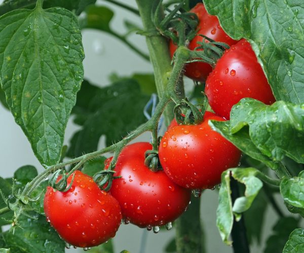 tomatoes-g7e8770395_1920 tomatoes-g7e8770395_1920