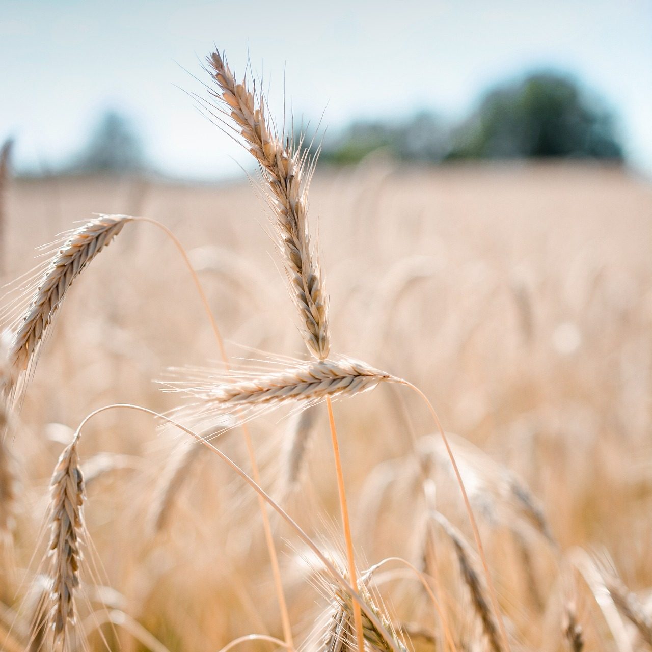 wheat-g3d89f5da3_1920 wheat-g3d89f5da3_1920