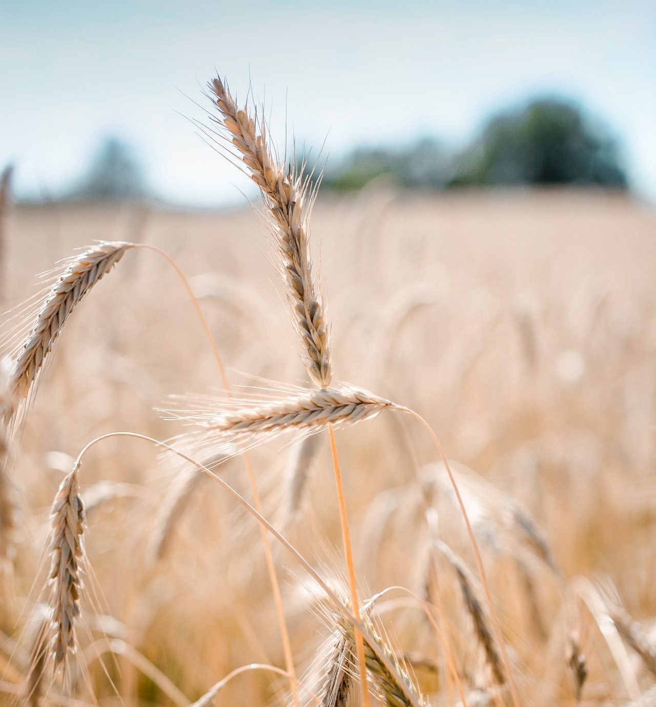 wheat-g3d89f5da3_1920 wheat-g3d89f5da3_1920