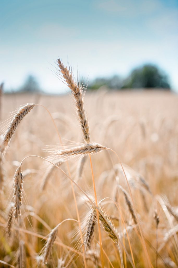 wheat-g3d89f5da3_1920